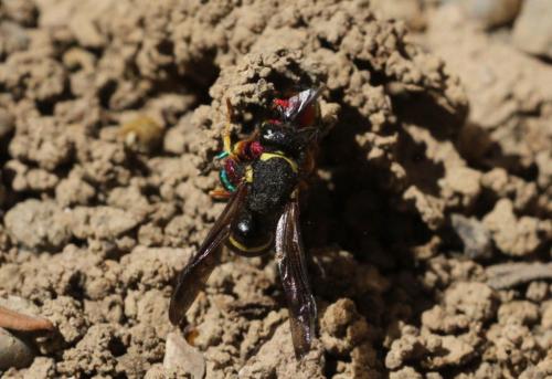 Réf. 196 210 : Odynerus sp.